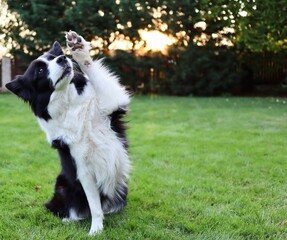 Adorable Border Collie Sits in the Grass and Gives Paw. Black and White Dog with Paw Up Trains Obedience in the Garden.