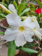 Obraz na płótnie Canvas White flowers, yellow stamens with five cone-shaped petals are called Desert Rose or Impala Lily Scientific name: Adenium obesum Balf. This plant is easy to grow. Tolerates very drought conditions. 