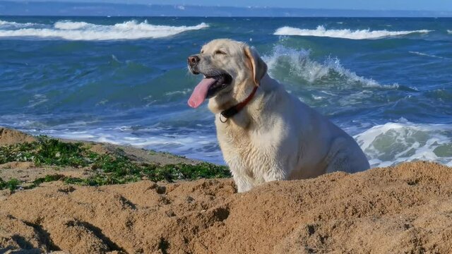 dog on the beach - golden retriever playing with a tennis ball
