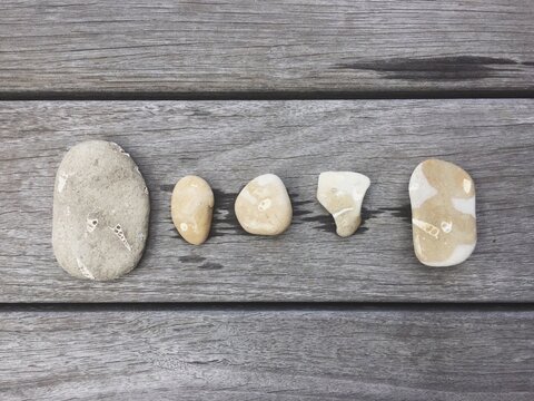 Collection of stones with shell fossils