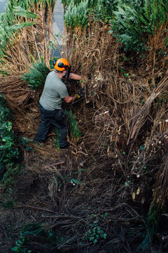 From above, a man in his 40s-50s using a chainsaw on a hedge