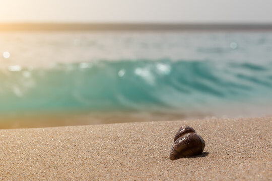Close-up of seashells on the shore with yellow smooth sand against the backdrop of a turquoise sea wave in the rays of the sun. Live Maluska as an attribute of a summer beach holiday.
