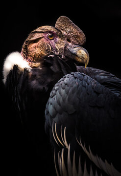 Andean Condor