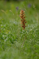 Große Sommerwurz, Orobanche elatior, Hohe Sommerwurz