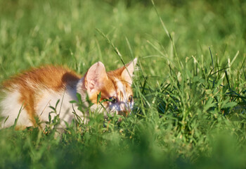 Kitten playing in the grass.
