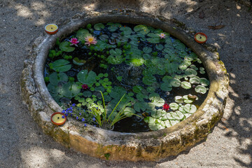 Obraz na płótnie Canvas High-angle view of a small round pond with flowering plants of water lily (Nymphaea) in a garden, Italy 