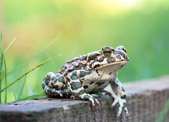 Green toad in the garden.