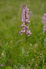 Diptam, Dictamnus albus