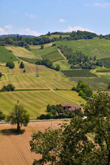 Elevated view of cultivated hills with fields and trees in a sunny summer day, Castell'Arquato, Piacenza, Emilia-Romagna, Italy
