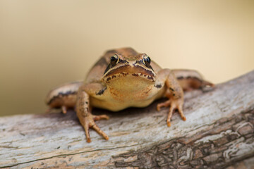 Frontal close up shot of European agile frog (Rana dalmatina) sitting on a  branch isolated on yellow background