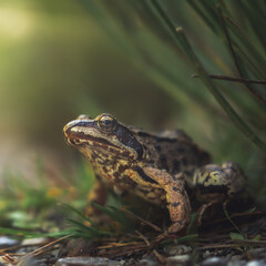 Side view of Common frog (Rana temporaria) sitting on forest floor in natural habitat. Close up shot