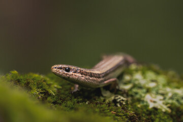 European copper skink (Ablepharus kitaibelii) sitting on green moss. Macro shot. Isolated on dark green background