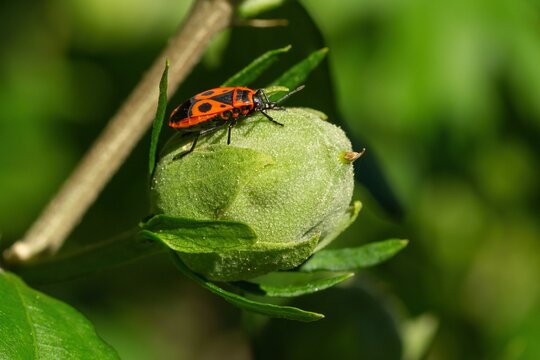 A red colored firebug with black spots sitting on a fresh green mallow pod. Blurry background. Sunny day in a garden.