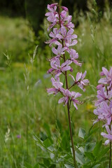 Diptam, Dictamnus albus