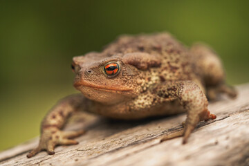 Side close up shot of European toad (Bufo bufo) sitting on a tree log isolated on bright green background