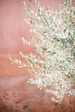 Olive tree against pink wall