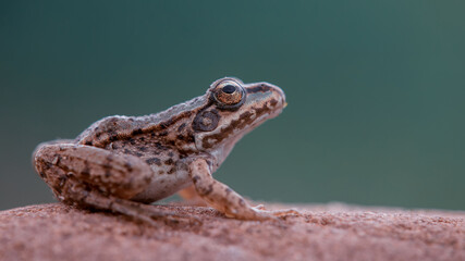 Side view of baby Marsh frog (Pelophylax ridibundus) sitting on a stone isolated green background. Macro shot