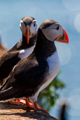 Papapgeientaucher - Puffin - fratercula arctica