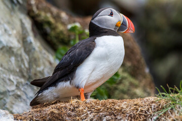 Papapgeientaucher - Puffin - fratercula arctica
