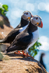 Papapgeientaucher - Puffin - fratercula arctica