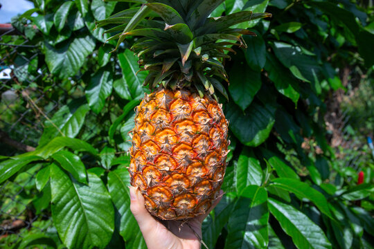 Fresh Ripe Pineapple In Woman Hand On Green Leaf Background. Tropical Garden Harvest. Growing Pineapple Outside. Backpacker Travel In Asia. Simple Work For Tourist. Agriculture Fruit Farm Labor