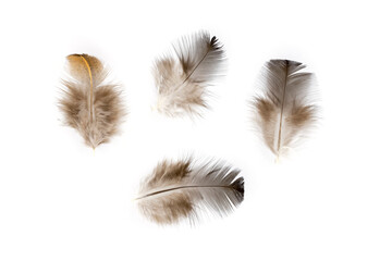 Obraz premium Brown chicken feather flat lay isolated on white background. Fluffy feather from pillow or cover blanket. Soft feathery isolated. Goose down filling for winter clothes. Warm clothing natural fill