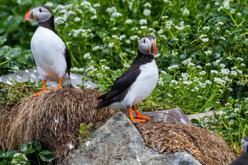 Fototapeta premium Papapgeientaucher - Puffin - fratercula arctica