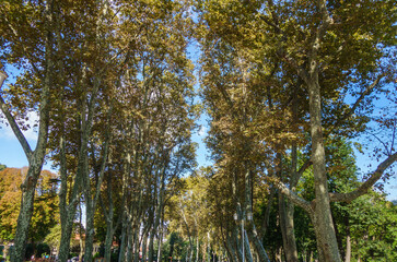 Fototapeta premium Alley with tall trees in Gülhane Park, located near Topkapi Palace. It's one of oldest & popular among tourist parks in Istanbul, Turkey