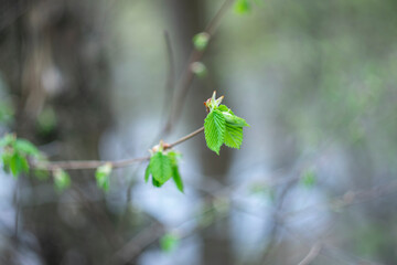 
Young spring leaf on a forest background.