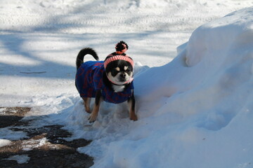 Chihuahua in clothes walking on a winter day
