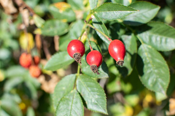 Hagebutten am Strauch