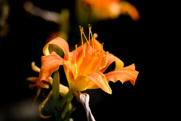 Fototapeta na wymiar Orange lily flower