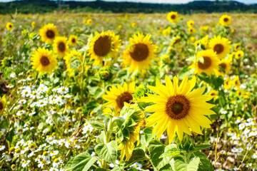 Obraz premium Young flowers of Sunflower in summer field. It can be seen flowers of chamomile among them