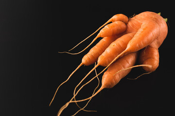 Ugly carrot on a black background. Funny, unnormal vegetable or food waste concept. Horizontal...