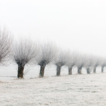 Row of willow trees