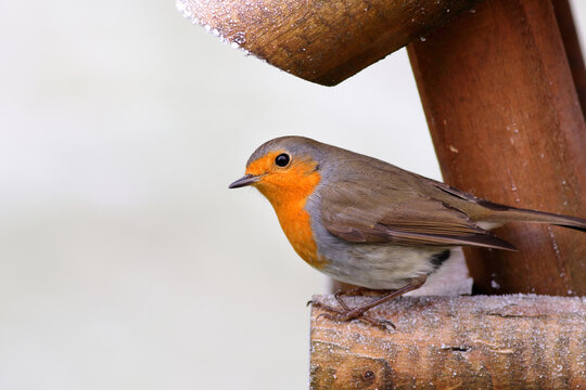 Red robin bird on wooden on birdfeeder table