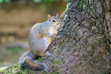 Naklejka na ściany i meble Gray squirrel standing at the basement of a tree monitoring for threats