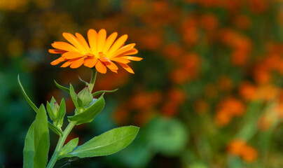 Summer, decorative blooming Gazania, a plant of the Asteraceae family.