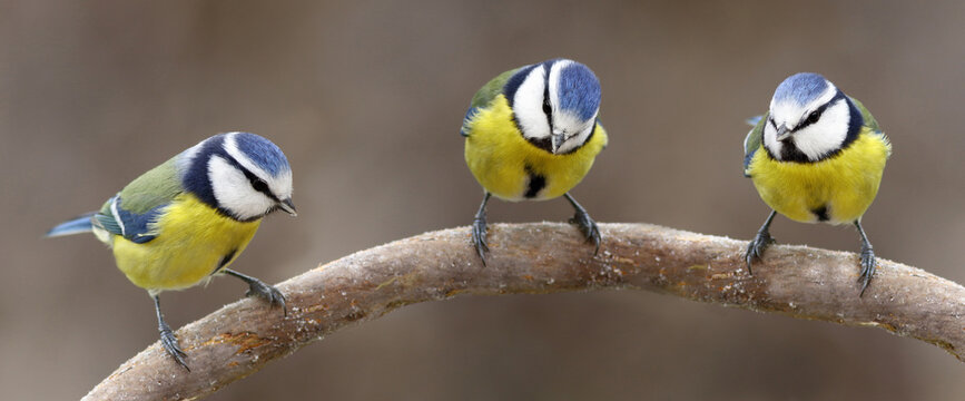 Three blue tits on a branch - Powered by Adobe