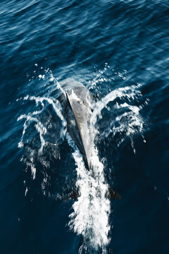 Spine And Dorsal Fin Of Dolphin Jumping On Surface Of Ocean