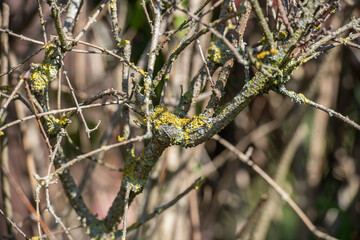 Obstbaum im Herbst mit Flechten