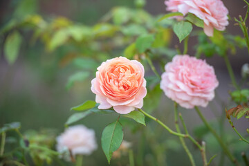 Orangefarbene Rose
