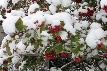 viburnum berries in the snow