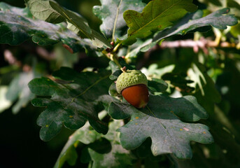 Obraz premium eichel