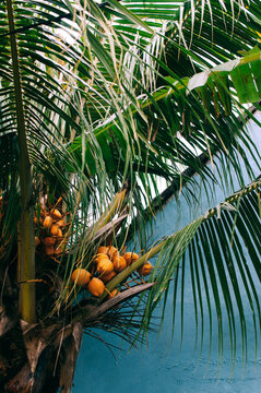 Palm tree with fresh coconuts