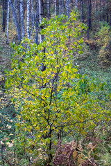 Bright tree in the forest thicket in autumn