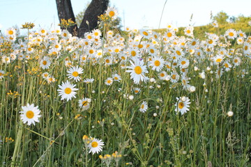 chamomile field