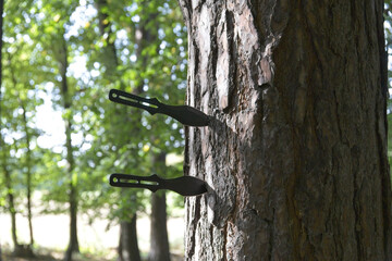 Knife in forest 