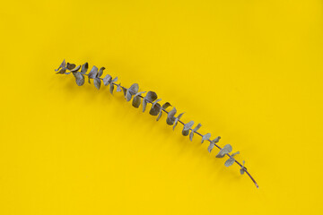 Eucalyptus on a yellow background. Dry or dried branch