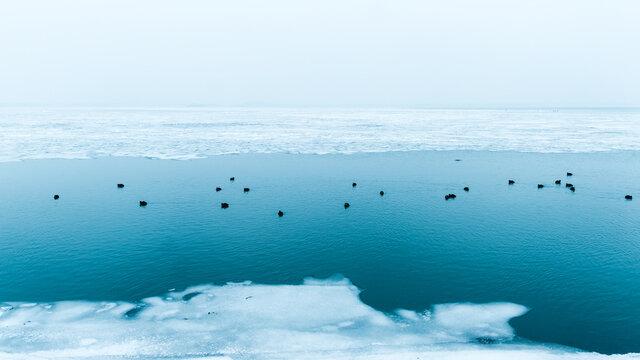 Ducks In The Frozen River